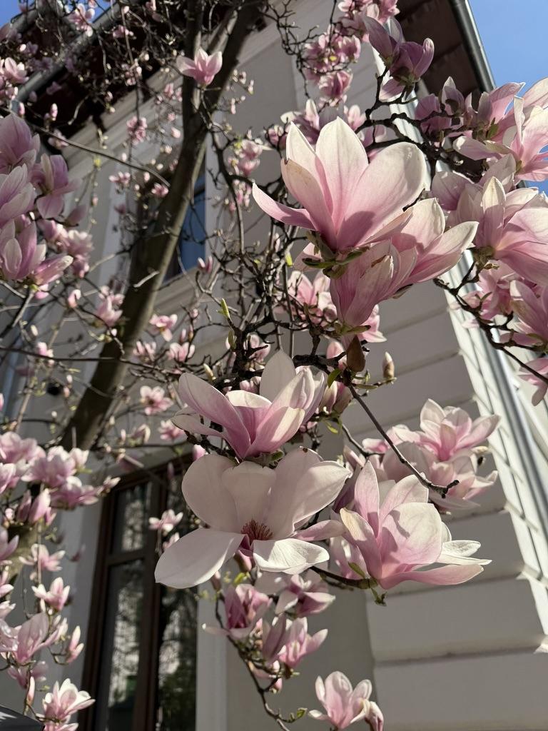 A tree with pink flowersAI-generated content may be incorrect.