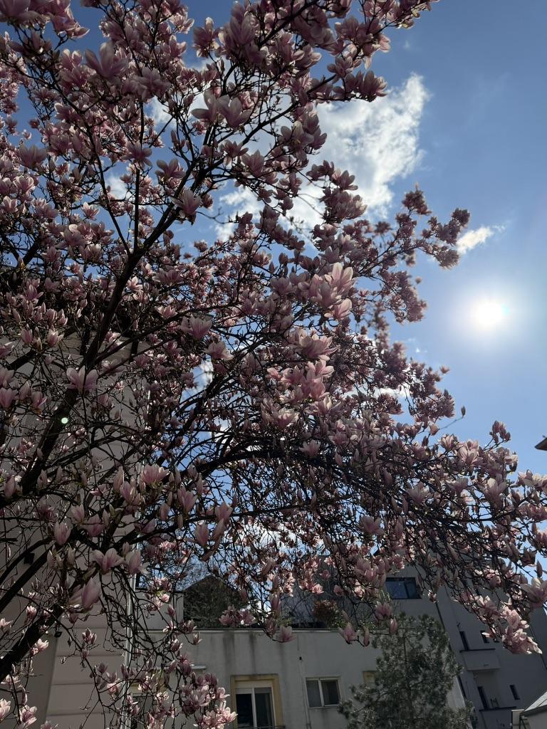 A tree with pink flowersAI-generated content may be incorrect.