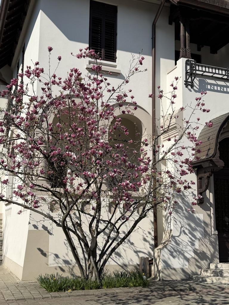 A tree with pink flowers in front of a buildingAI-generated content may be incorrect.