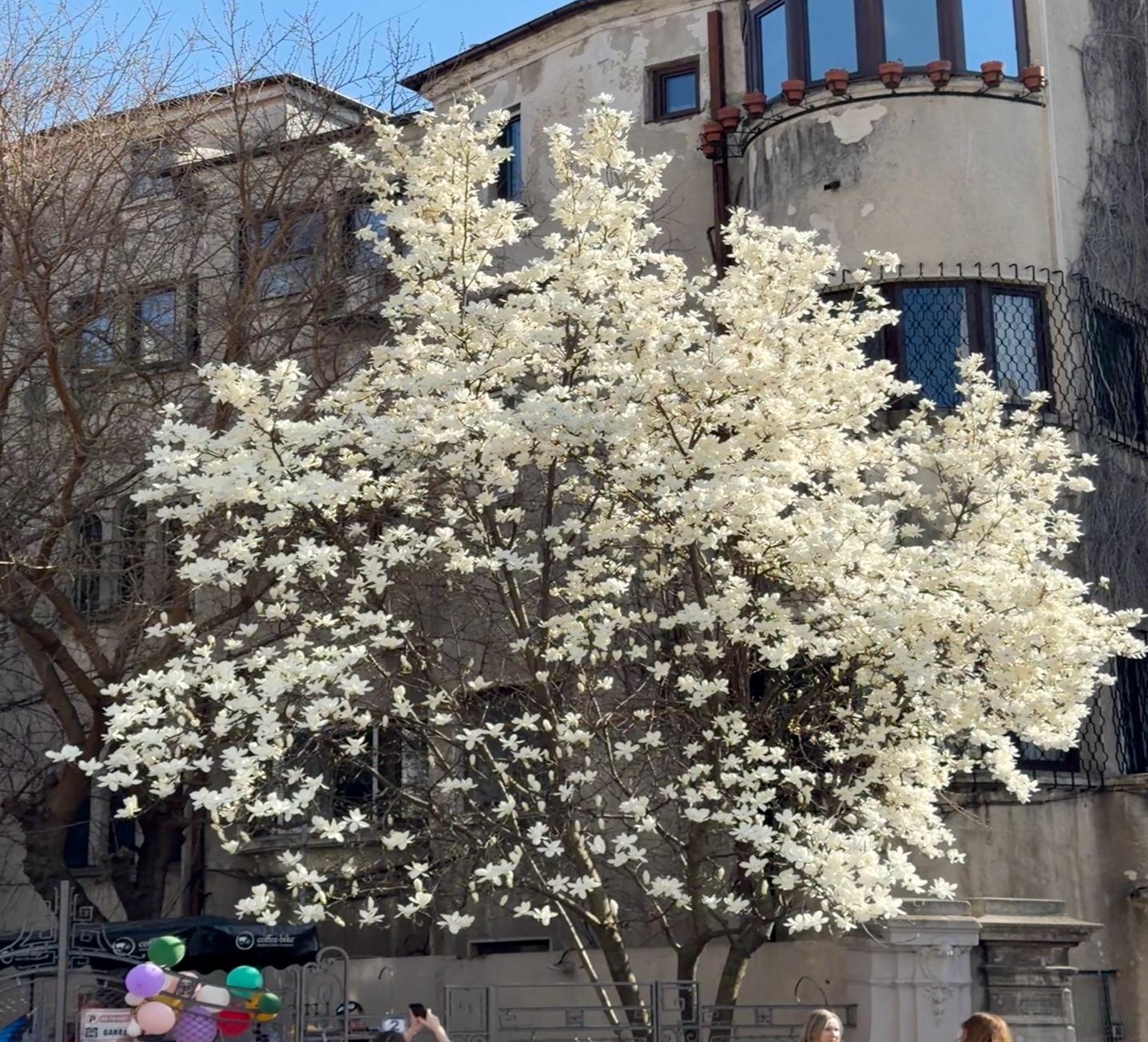 A tree with white flowersAI-generated content may be incorrect.