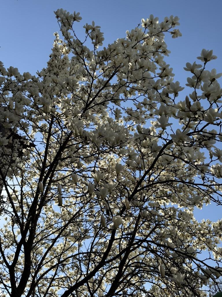 A tree with white flowersAI-generated content may be incorrect.