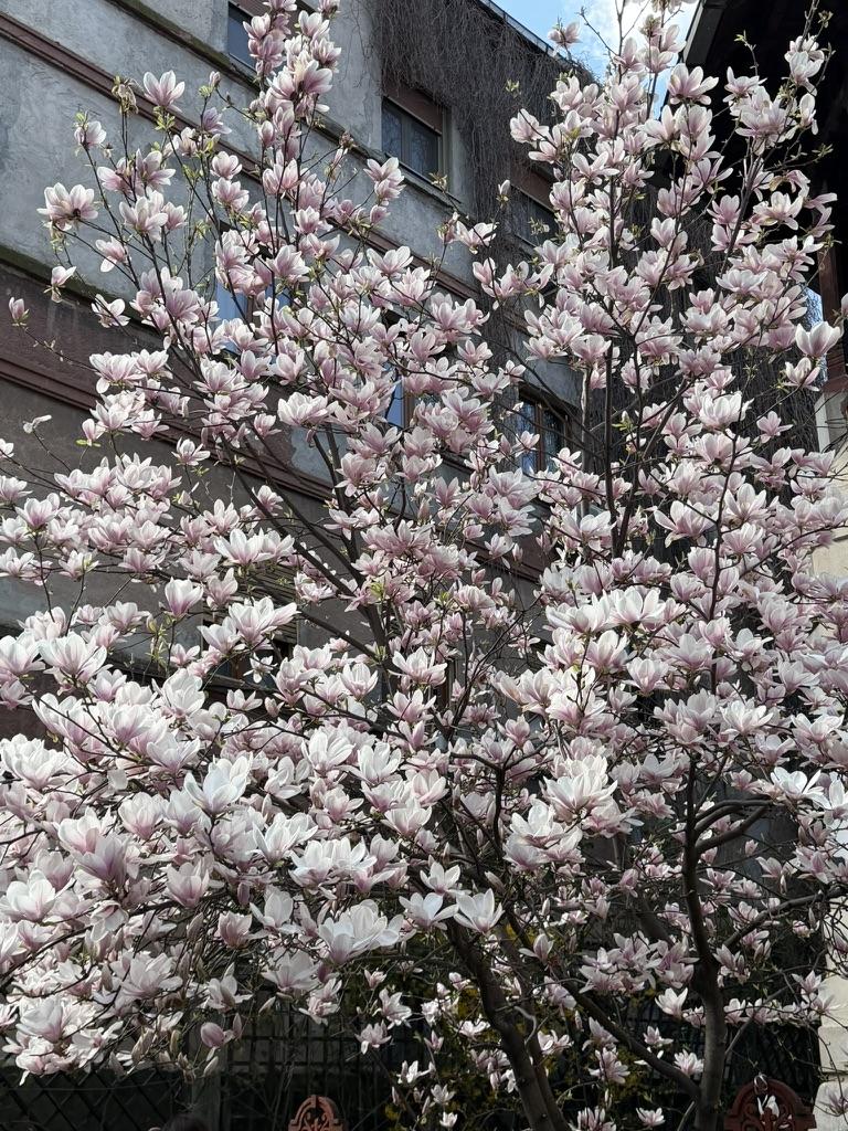 A tree with white flowersAI-generated content may be incorrect.